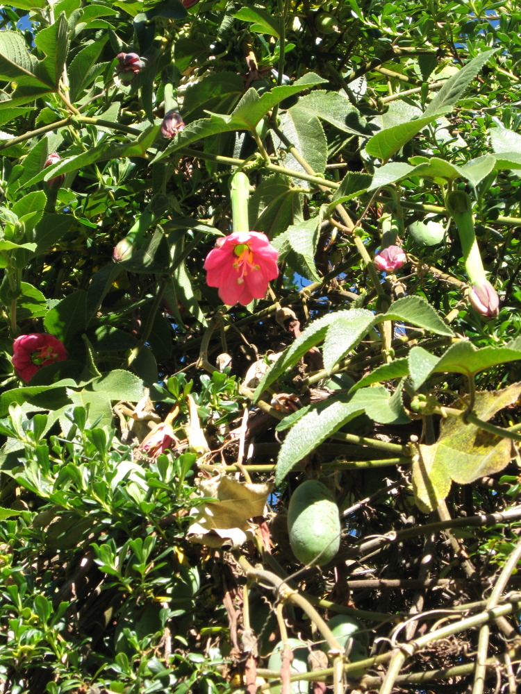 Lokation: Costa Rica | San José | Providencia | Kategorien: Habitus, Datum: 04.02.2010