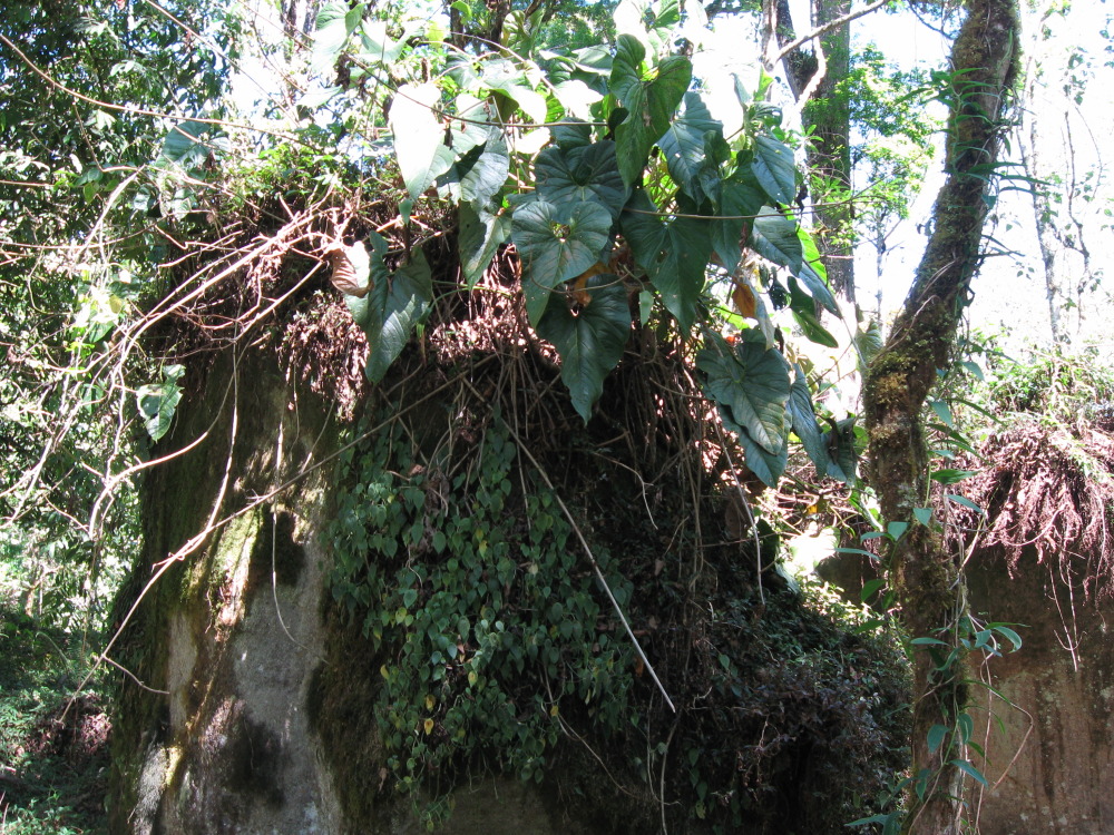 Lokation: Costa Rica | San José | Providencia | Kategorien: Habitus, Datum: 04.02.2010