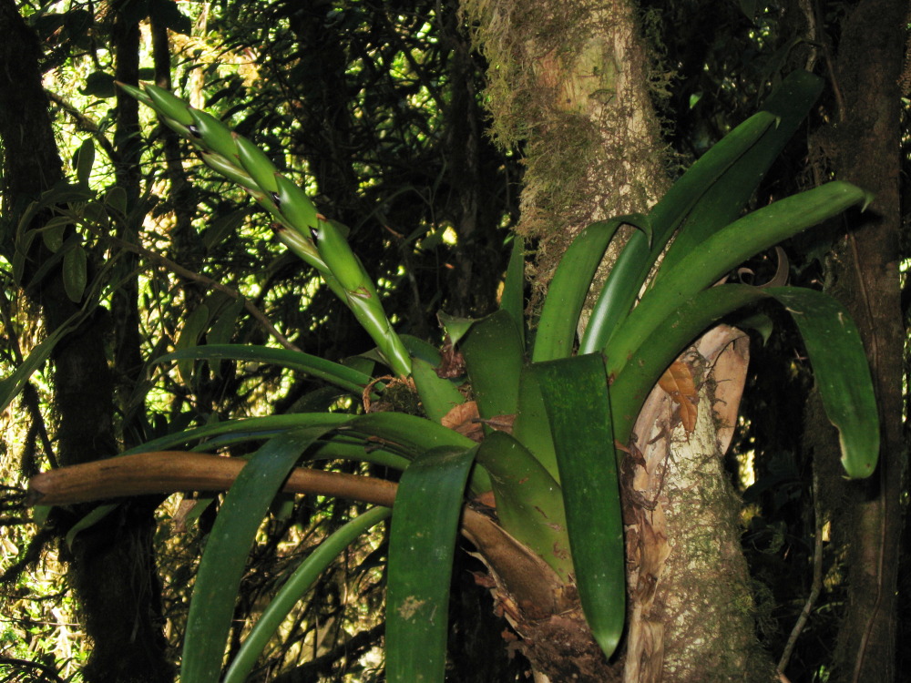 Lokation: Costa Rica | San José | Providencia | Kategorien: Habitus, Datum: 04.02.2010