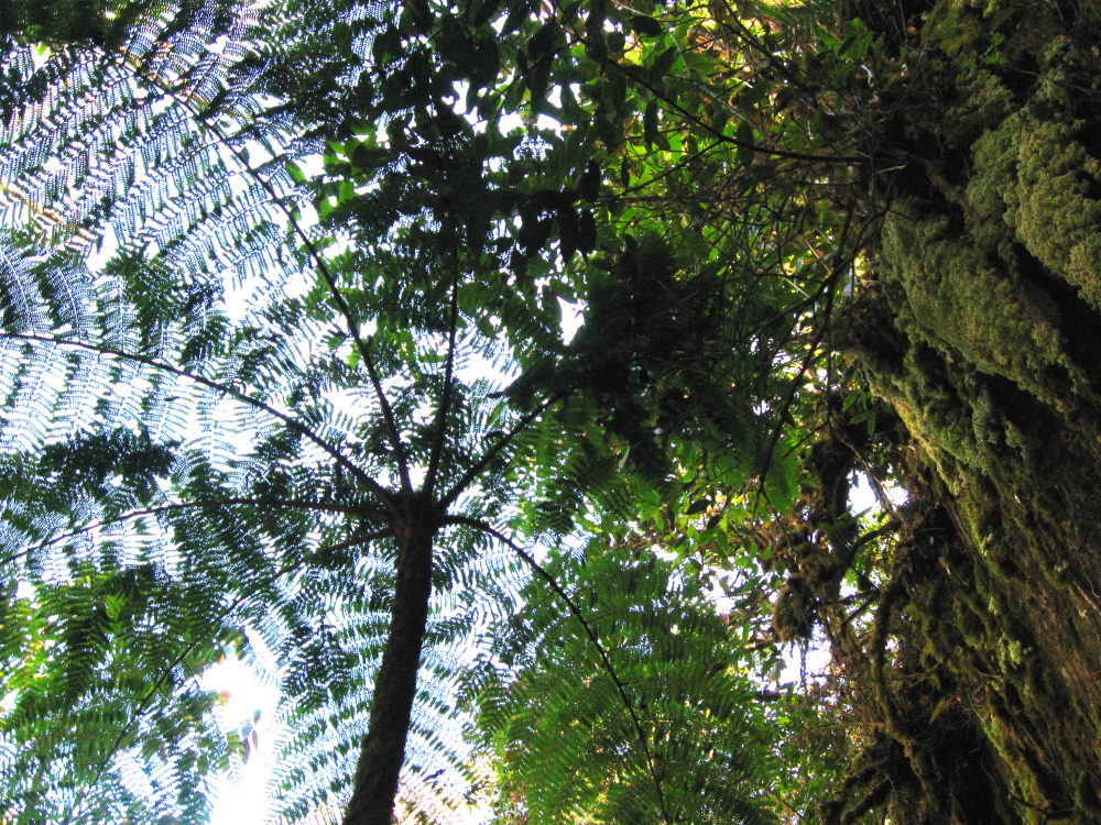 Lokation: Costa Rica | San José | Providencia | Kategorien: Habitus, Datum: 04.02.2010