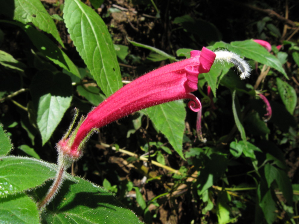 Lokation: Costa Rica | San José | Providencia | Kategorien: Blüte, Datum: 04.02.2010