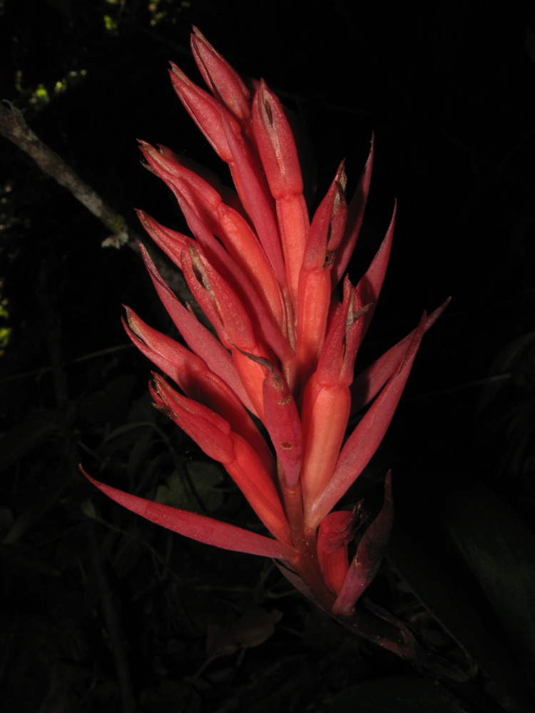 Lokation: Costa Rica | San José | Providencia | Kategorien: Blüte, Datum: 04.02.2010