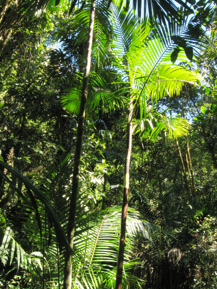 Lokation: Costa Rica | San José | Providencia | Kategorien: Habitus, Datum: 04.02.2010