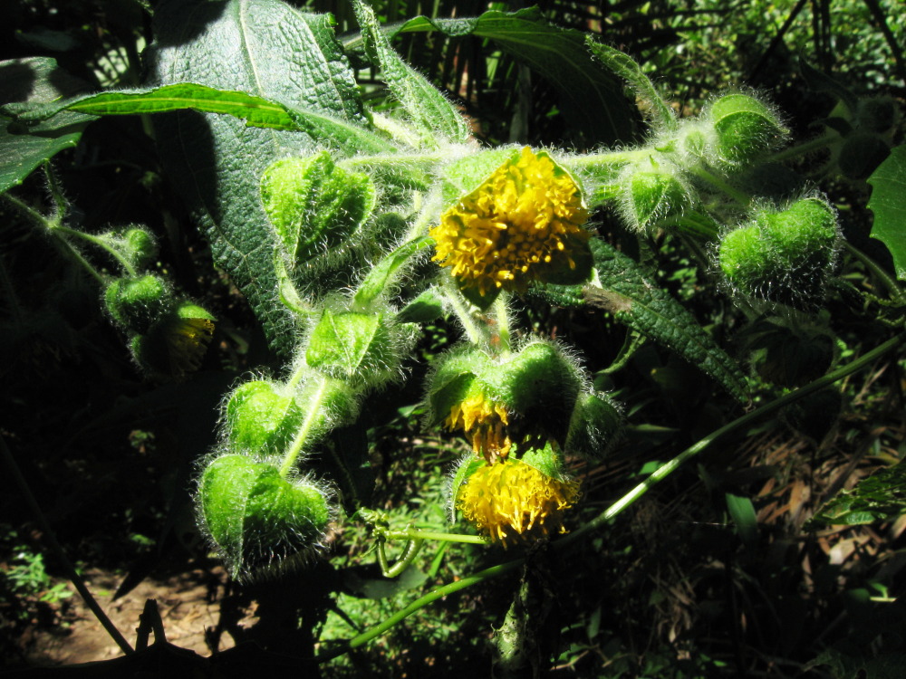 Lokation: Costa Rica | San José | Providencia | Kategorien: Blüte, Datum: 04.02.2010