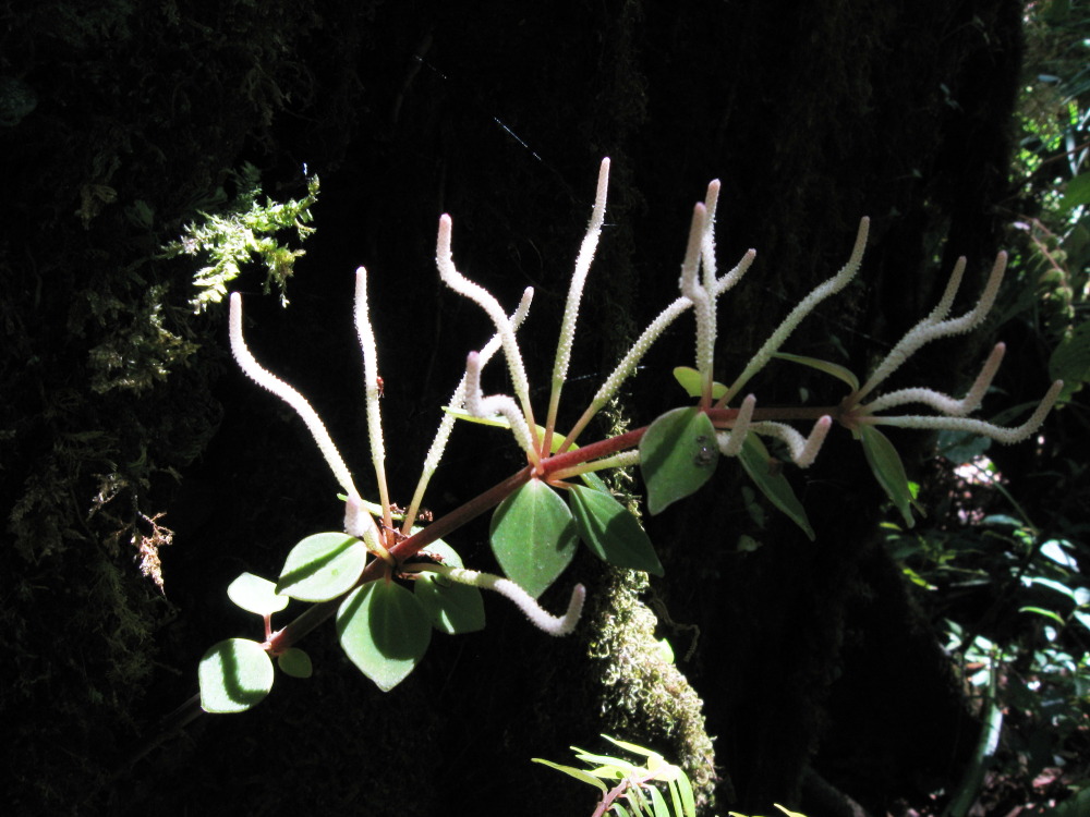 Lokation: Costa Rica | San José | Providencia | Kategorien: Habitus, Datum: 04.02.2010