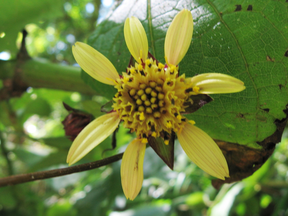 Lokation: Costa Rica | San José | Providencia | Kategorien: Blüte, Datum: 04.02.2010