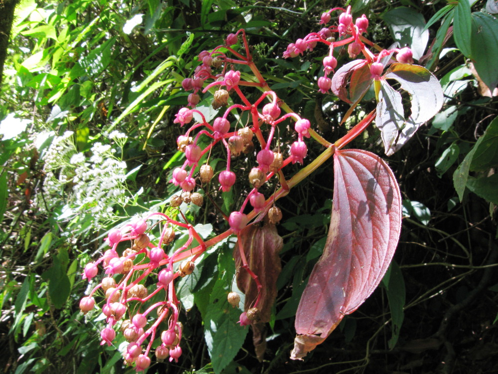 Lokation: Costa Rica | San José | Providencia | Kategorien: Blüte, Datum: 04.02.2010