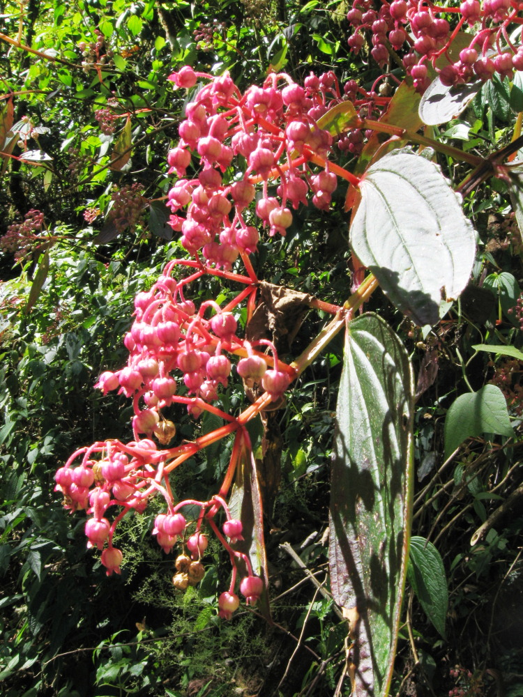 Lokation: Costa Rica | San José | Providencia | Kategorien: Blüte, Datum: 04.02.2010