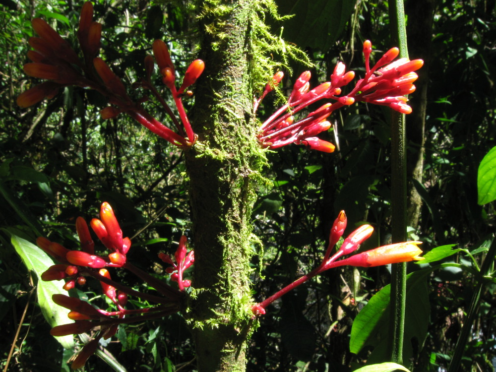 Lokation: Costa Rica | San José | Providencia | Kategorien: Blüte, Datum: 04.02.2010