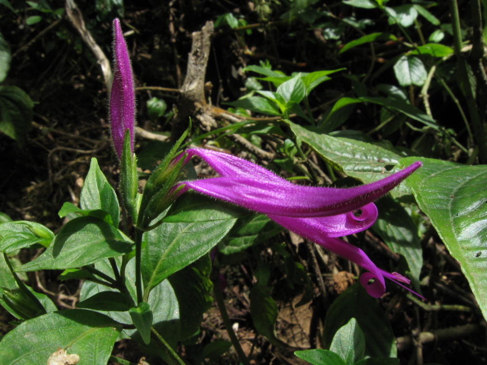 Lokation: Costa Rica | San José | Providencia | Kategorien: Blüte, Datum: 04.02.2010