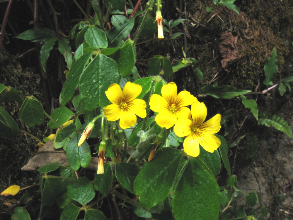 Lokation: Costa Rica | San José | Providencia | Kategorien: Blüte, Datum: 04.02.2010