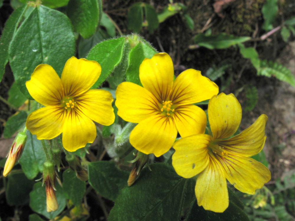 Lokation: Costa Rica | San José | Providencia | Kategorien: Blüte, Datum: 04.02.2010