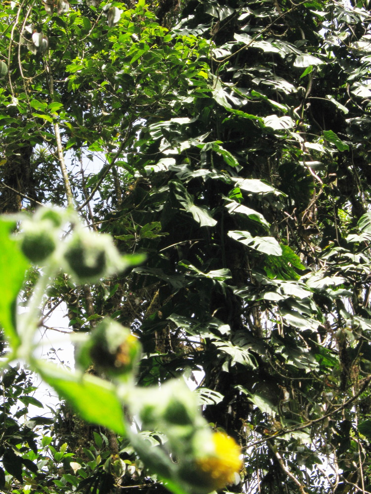 Lokation: Costa Rica | San José | Providencia | Kategorien: Habitus, Datum: 04.02.2010