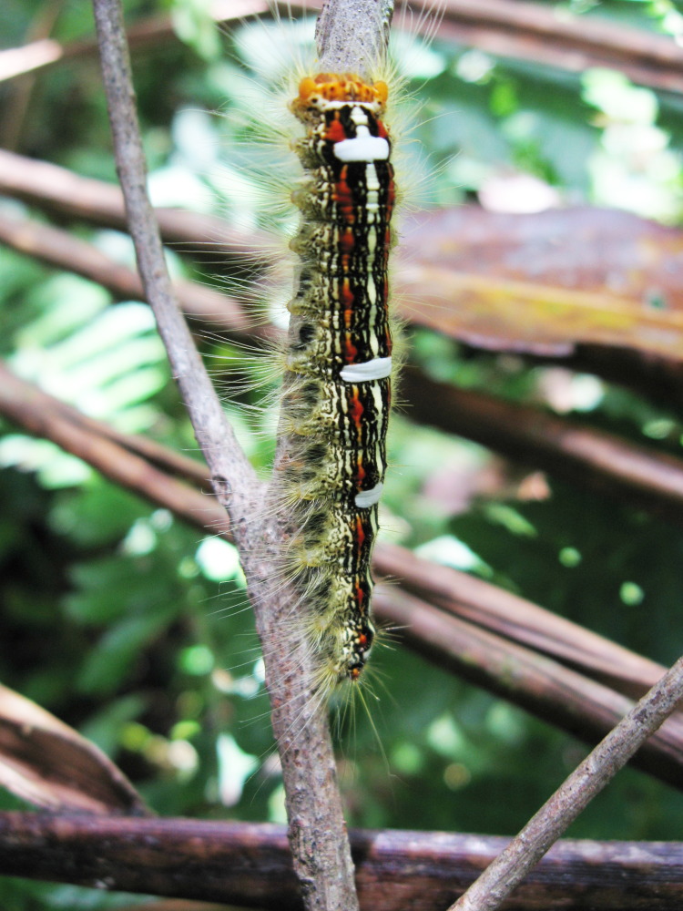 Lokation: Costa Rica | San José | Providencia | Kategorien: Schmetterlinge, Datum: 04.02.2010