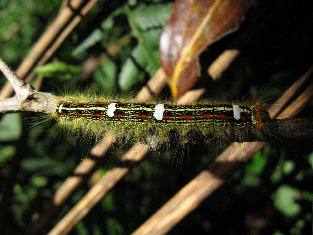 Lokation: Costa Rica | San José | Providencia | Kategorien: Schmetterlinge, Datum: 04.02.2010