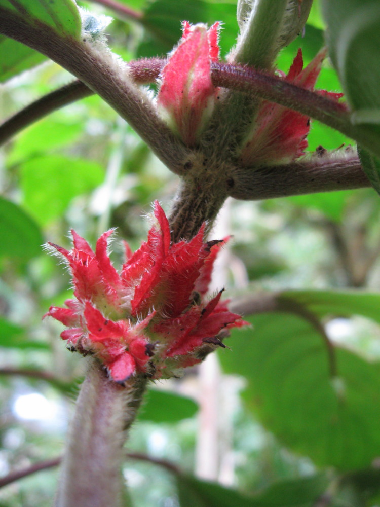Lokation: Costa Rica | San José | Providencia | Kategorien: Blüte, Datum: 04.02.2010
