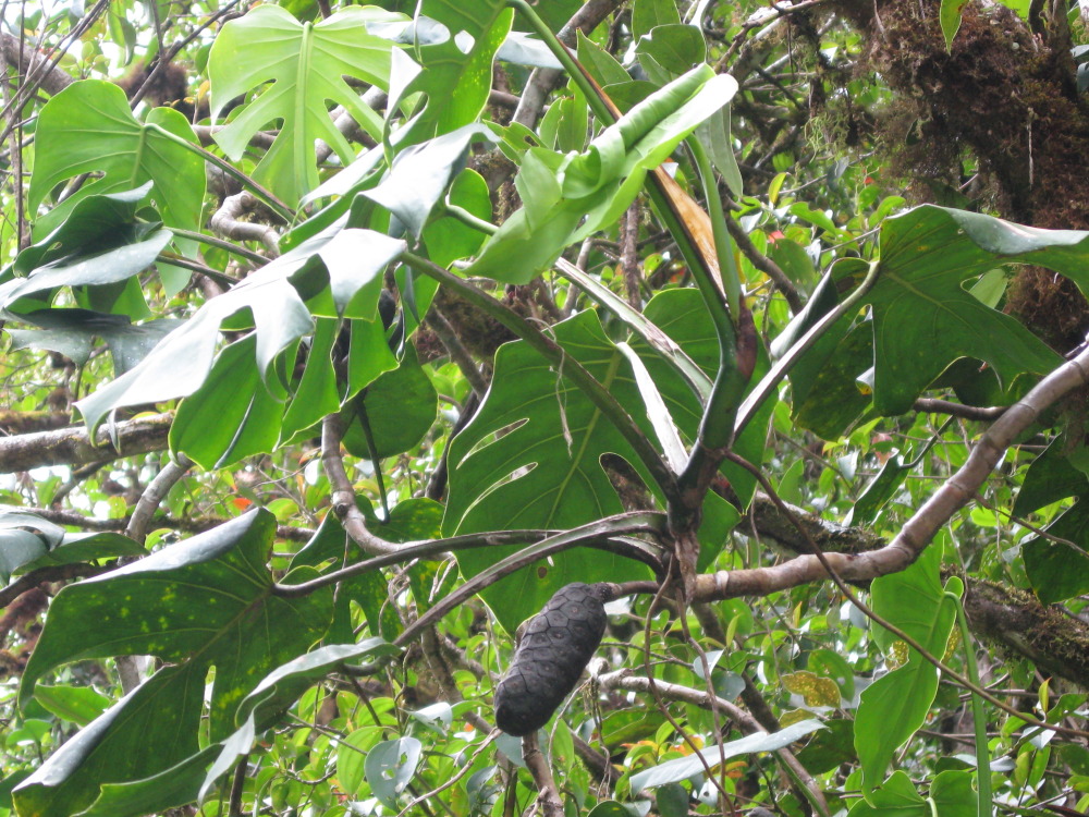 Lokation: Costa Rica | San José | Providencia | Kategorien: Früchte, Datum: 04.02.2010