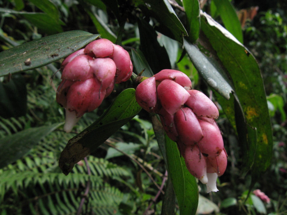 Lokation: Costa Rica | San José | Providencia | Kategorien: Blüte, Datum: 04.02.2010