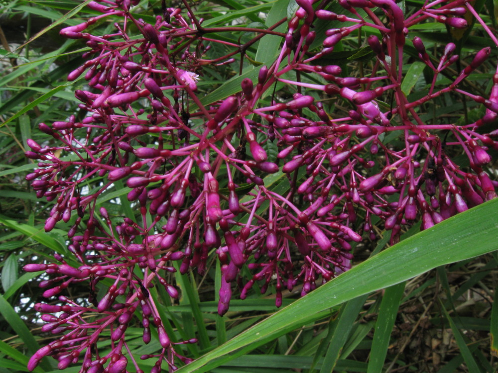 Lokation: Costa Rica | San José | Providencia | Kategorien: Blüte, Datum: 04.02.2010