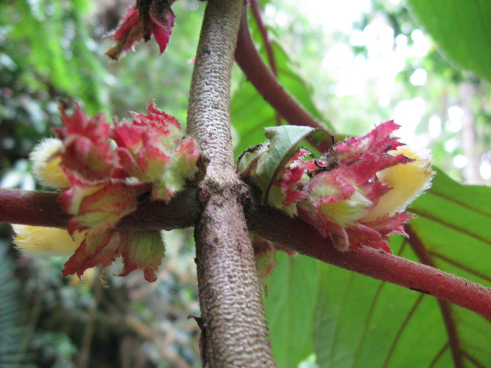 Lokation: Costa Rica | San José | Providencia | Kategorien: Blüte, Datum: 04.02.2010
