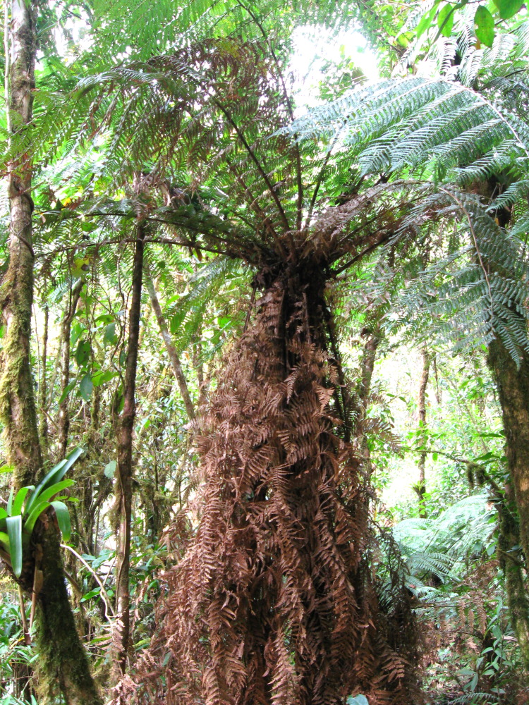 Lokation: Costa Rica | San José | Providencia | Kategorien: Habitus, Datum: 04.02.2010
