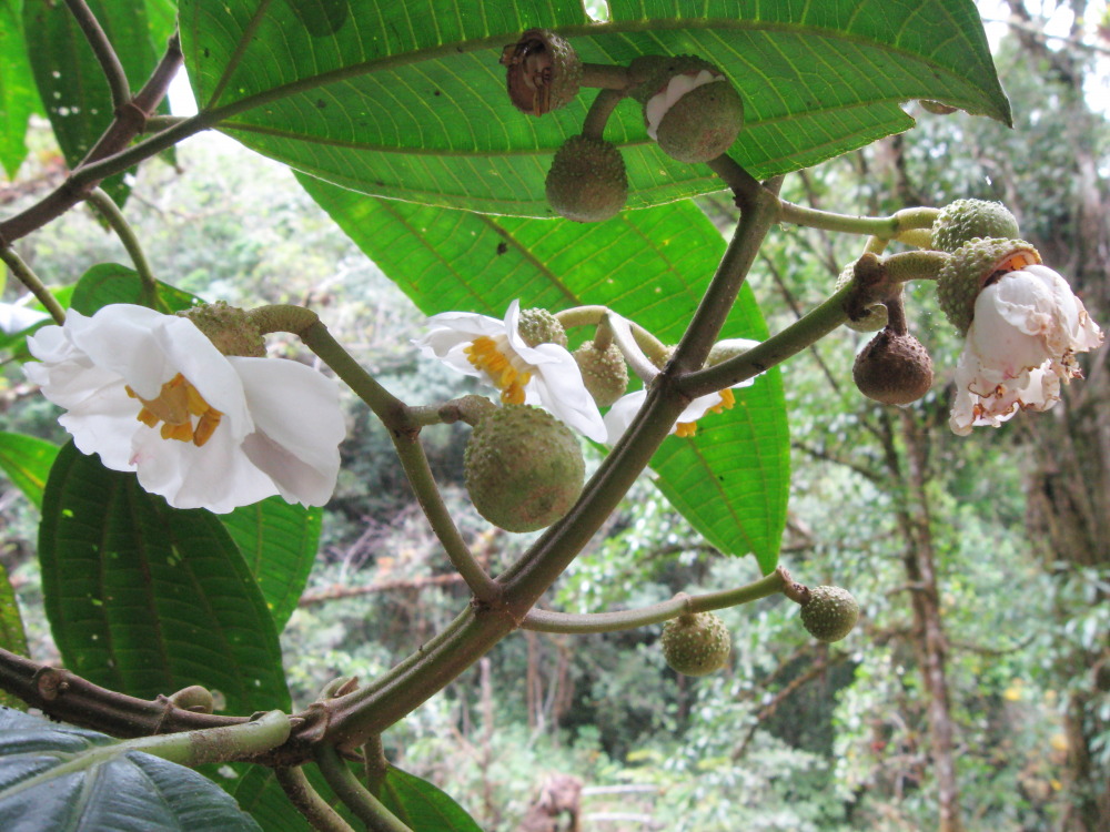 Lokation: Costa Rica | San José | Providencia | Kategorien: Blüte, Datum: 04.02.2010