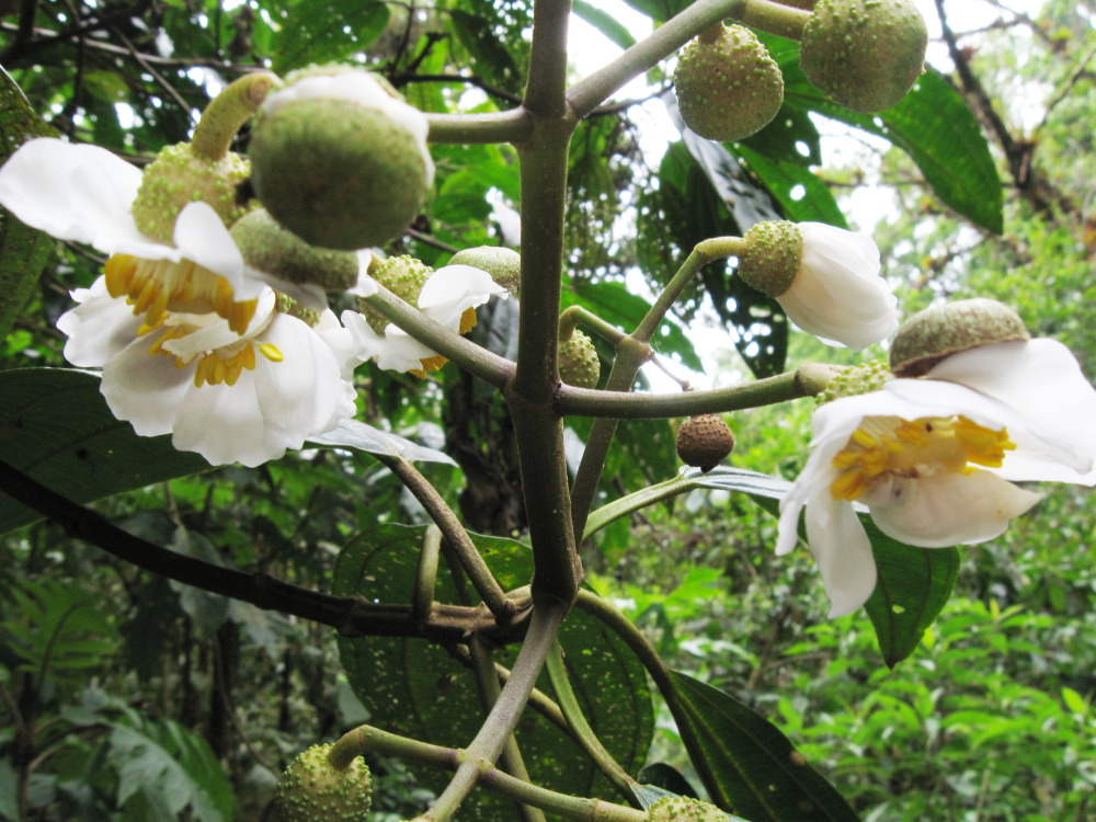 Lokation: Costa Rica | San José | Providencia | Kategorien: Blüte, Datum: 04.02.2010