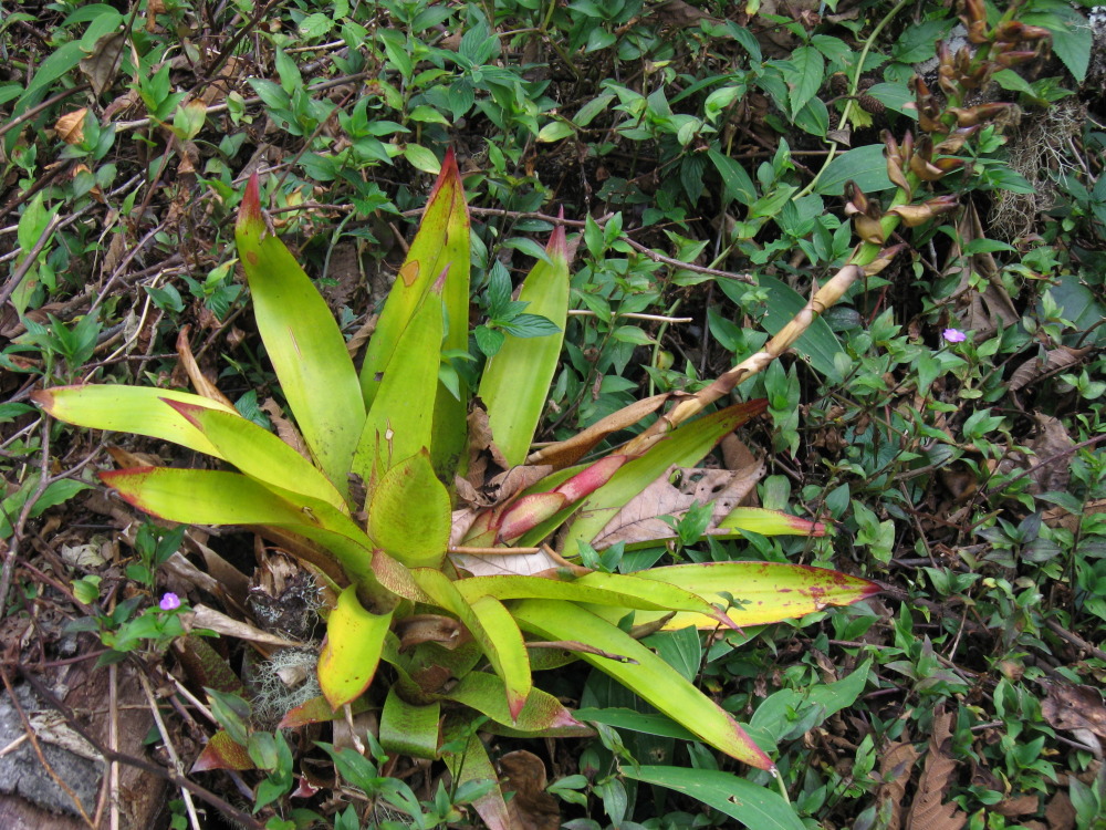 Lokation: Costa Rica | San José | Providencia | Kategorien: Habitus, Datum: 04.02.2010