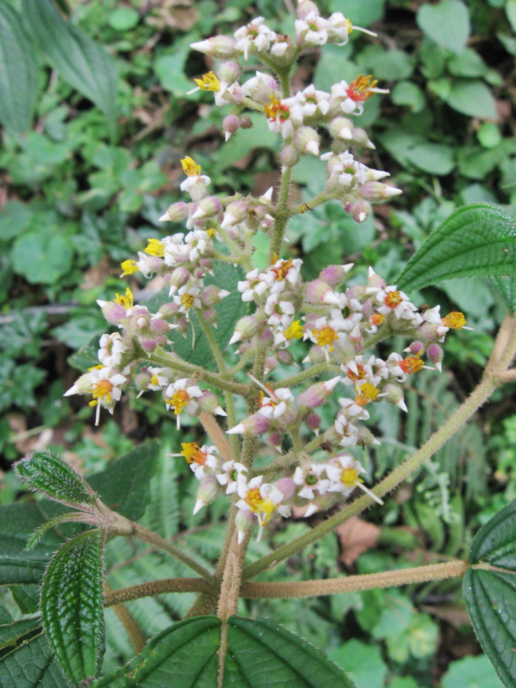 Lokation: Costa Rica | San José | Providencia | Kategorien: Blüte, Datum: 04.02.2010