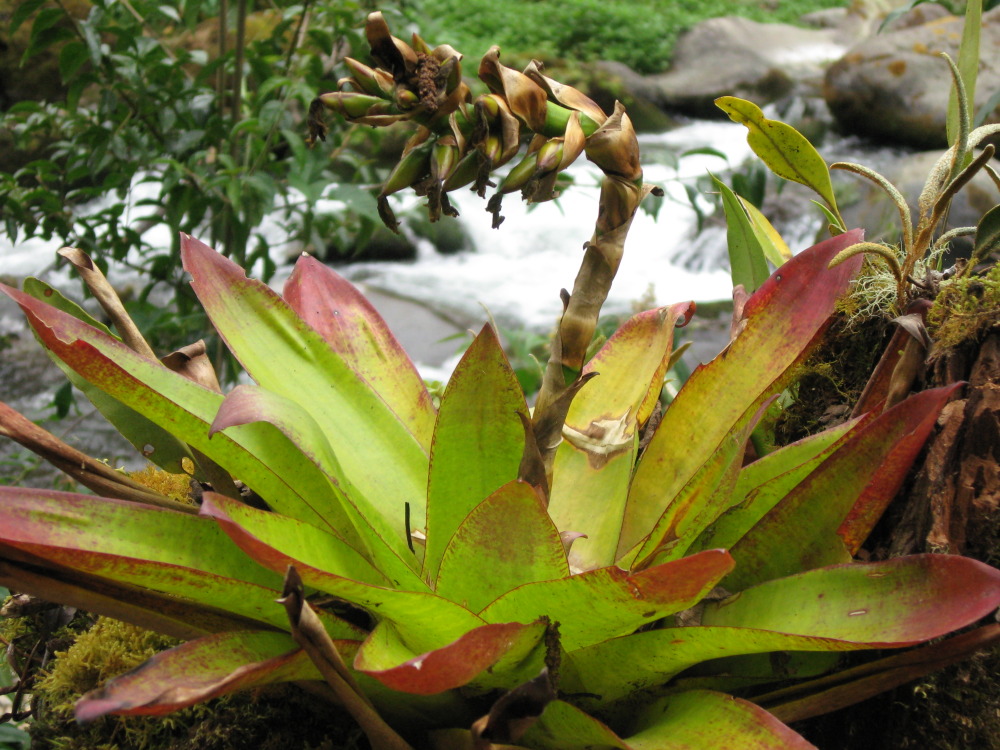 Lokation: Costa Rica | San José | Providencia | Kategorien: Datum: 04.02.2010