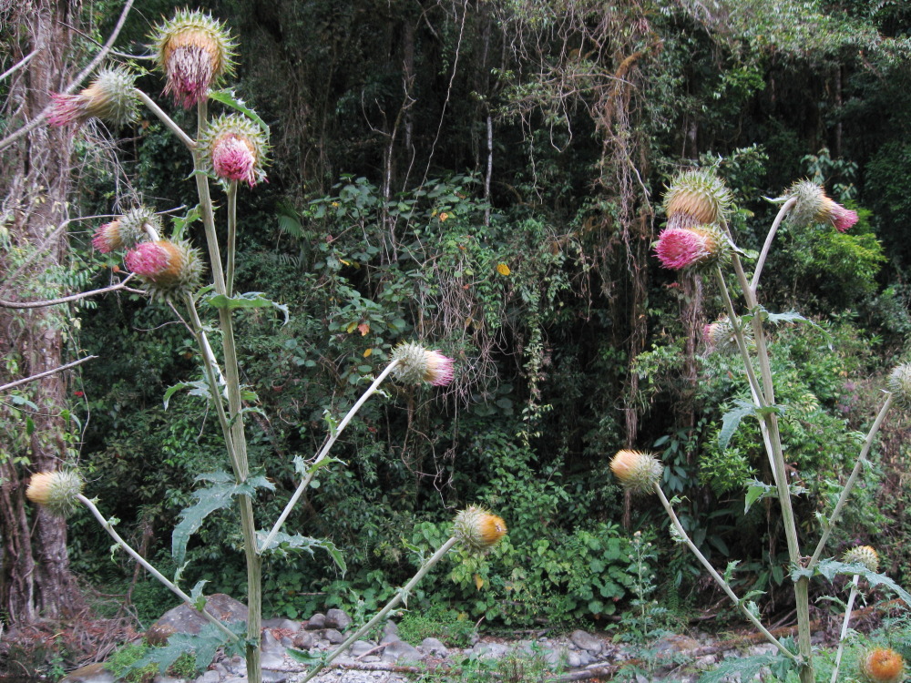 Lokation: Costa Rica | San José | Providencia | Kategorien: Habitus, Datum: 04.02.2010