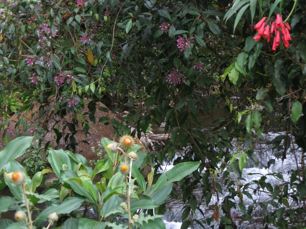 Lokation: Costa Rica | San José | Providencia | Kategorien: Habitus, Vegetation, Datum: 04.02.2010