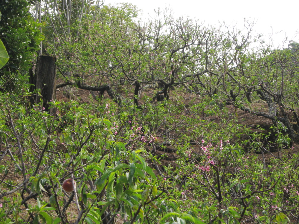 Lokation: Costa Rica | San José | Providencia | Kategorien: Streuobstwiese, Datum: 04.02.2010