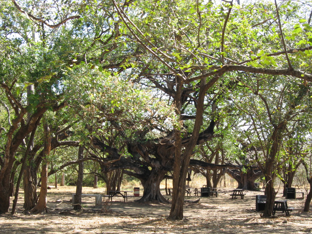 Lokation: Costa Rica | Guanacaste | Santa Rosa | Kategorien: Camping, Datum: 06.02.2010