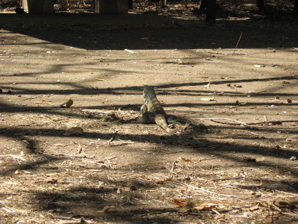 Lokation: Costa Rica | Guanacaste | Santa Rosa | Kategorien: Reptilien, Datum: 06.02.2010