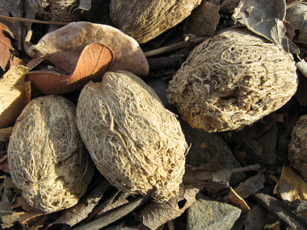 Lokation: Costa Rica | Guanacaste | Santa Rosa | Kategorien: Früchte, Datum: 06.02.2010