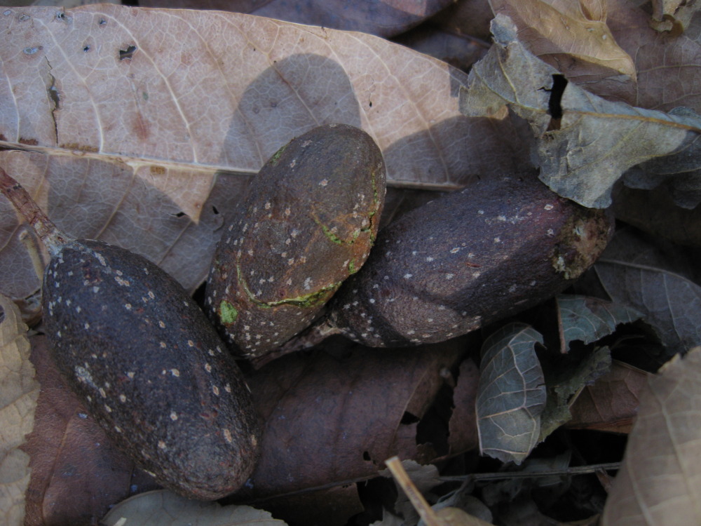 Cedrela odorata, Lokation: Costa Rica | Guanacaste | Santa Rosa | Kategorien: Früchte, Familie: Meliaceae (Mahagonigewächse), Datum: 06.02.2010