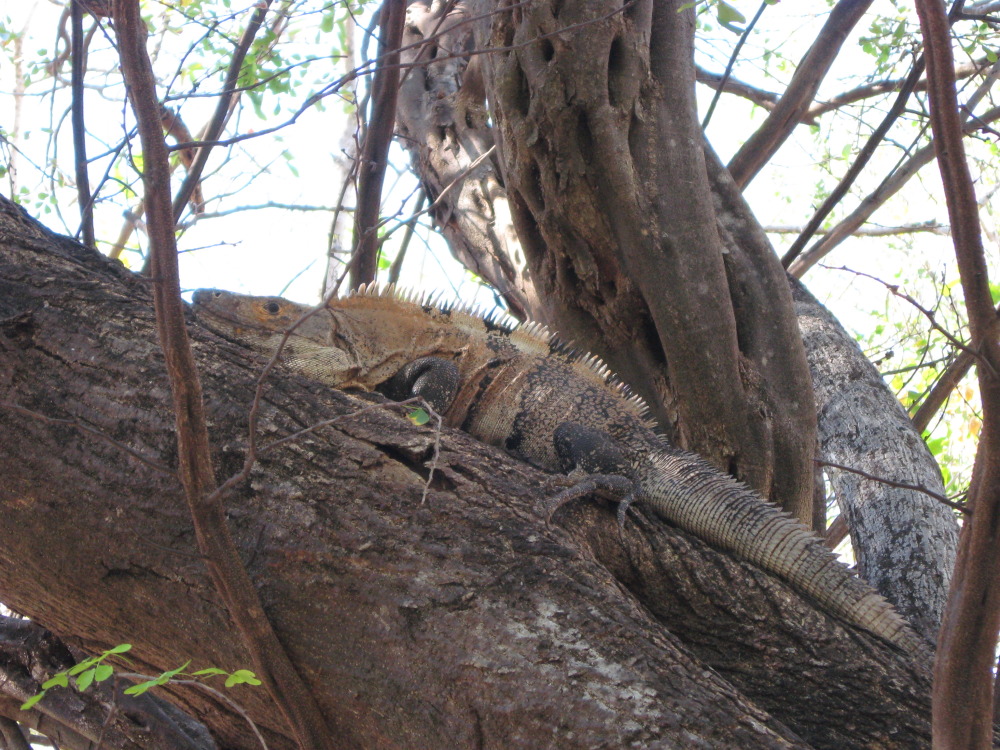 Lokation: Costa Rica | Guanacaste | Guanacaste | Kategorien: Reptilien, Datum: 07.02.2010