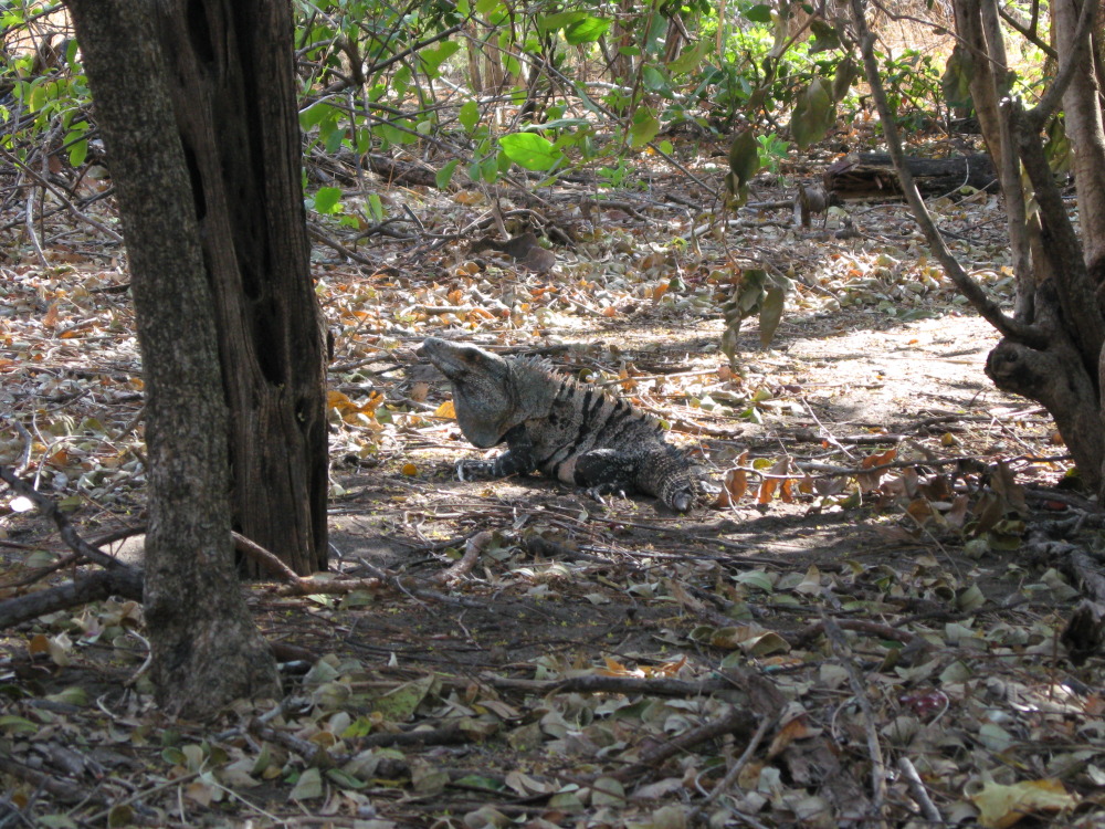 Lokation: Costa Rica | Guanacaste | Guanacaste | Kategorien: Reptilien, Datum: 07.02.2010