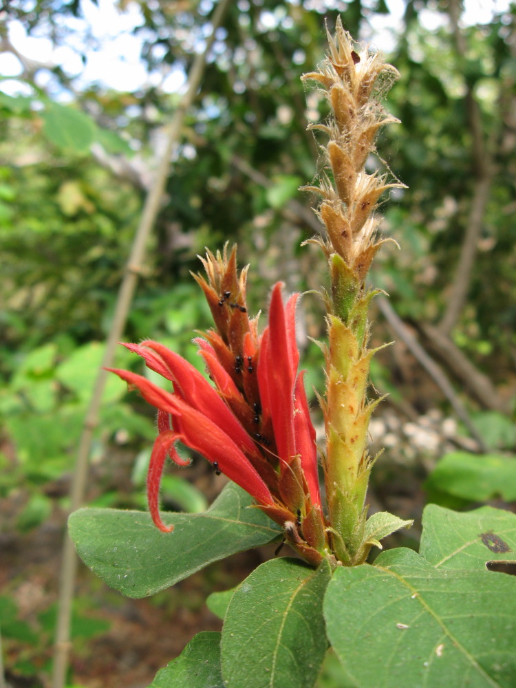 Lokation: Costa Rica | Guanacaste | Guanacaste | Kategorien: Blüte, Datum: 08.02.2010