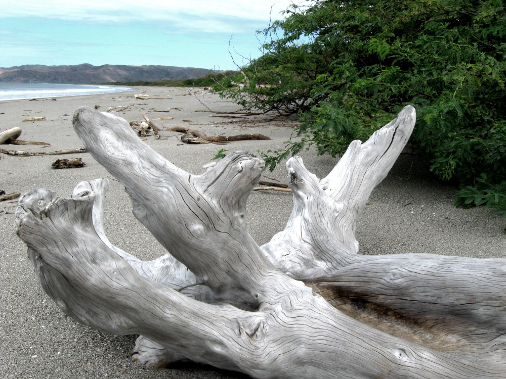 Lokation: Costa Rica | Guanacaste | Guanacaste | Kategorien: Strand, Datum: 08.02.2010