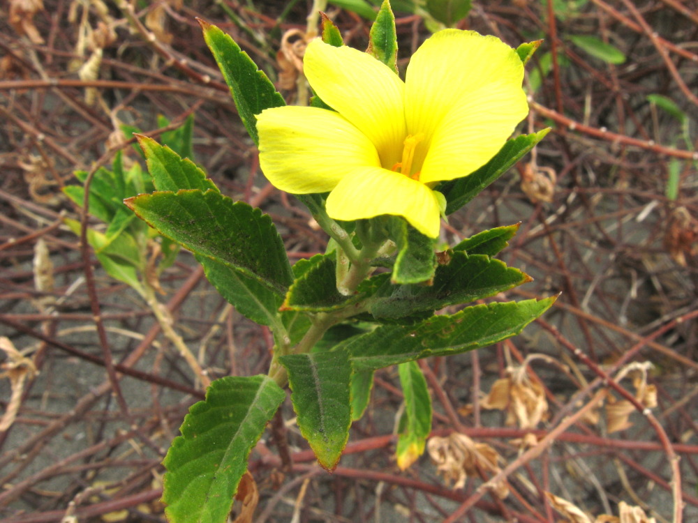 Lokation: Costa Rica | Guanacaste | Guanacaste | Kategorien: Blüte, Datum: 08.02.2010