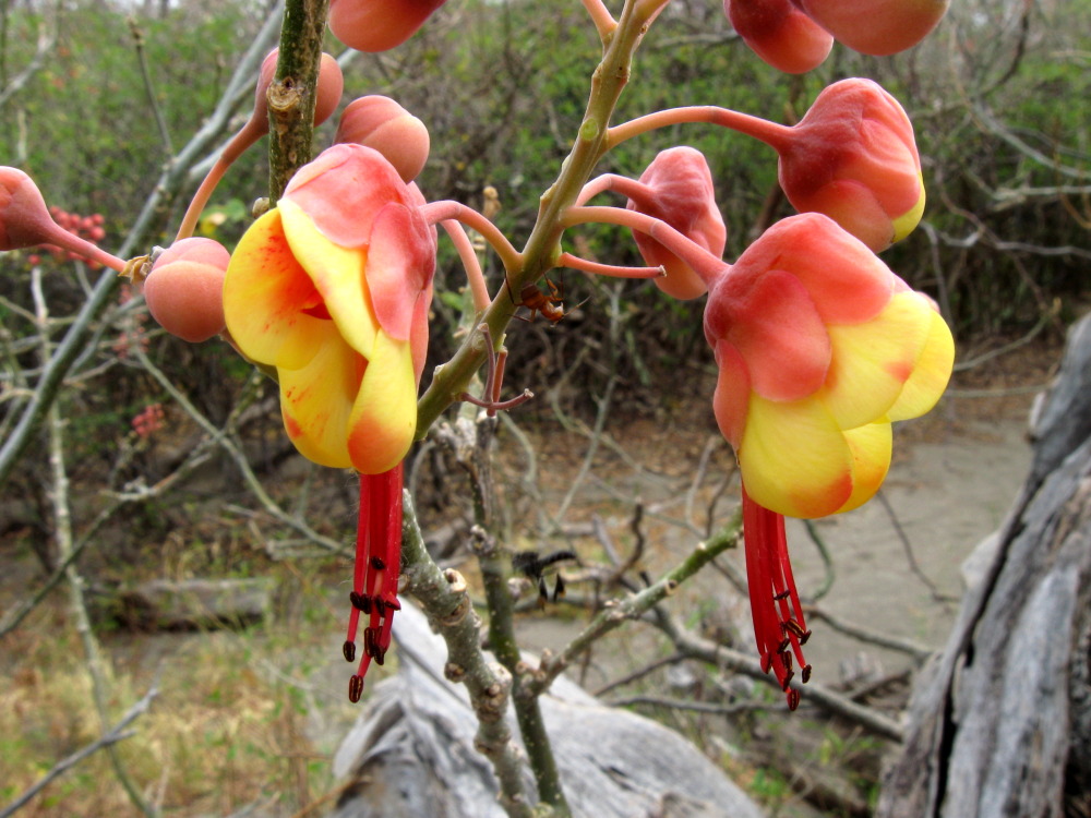 Lokation: Costa Rica | Guanacaste | Guanacaste | Kategorien: Blüte, Datum: 08.02.2010