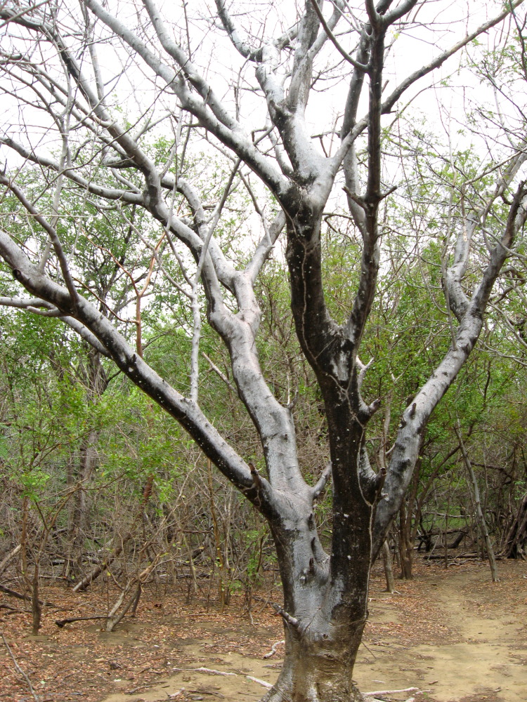 Lokation: Costa Rica | Guanacaste | Guanacaste | Kategorien: Baum, Datum: 08.02.2010