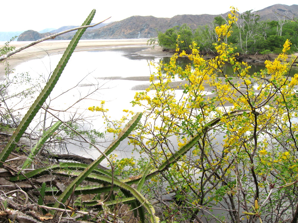 Lokation: Costa Rica | Guanacaste | Guanacaste | Kategorien: Fluss, Datum: 08.02.2010