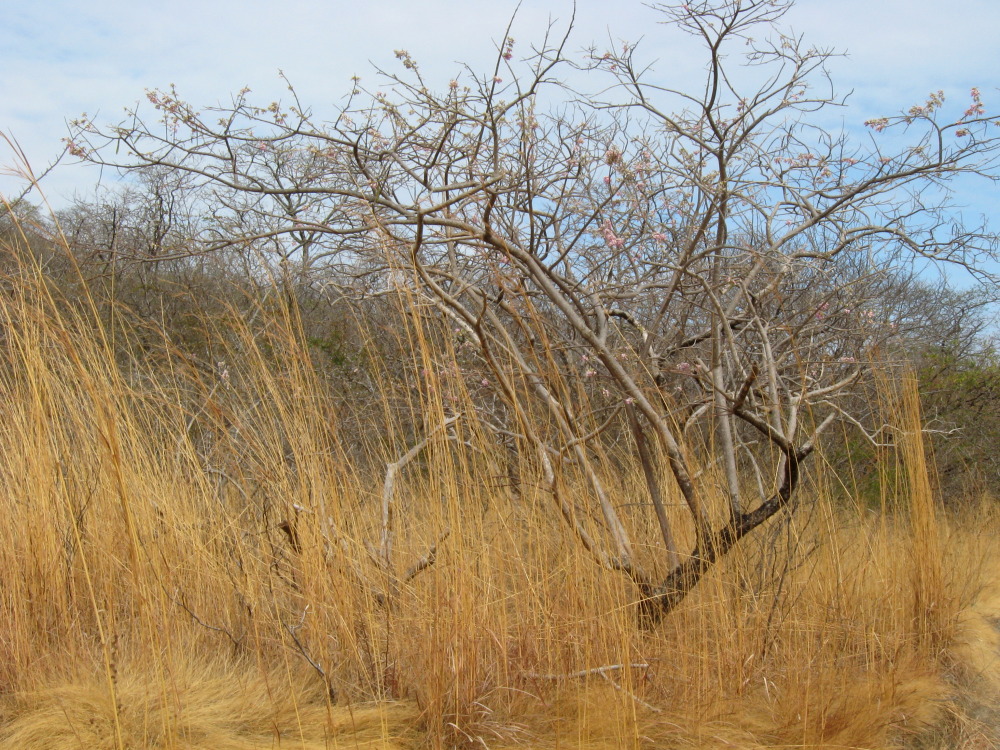 Lokation: Costa Rica | Guanacaste | Hacienda Naranjo | Kategorien: Baum, Datum: 09.02.2010
