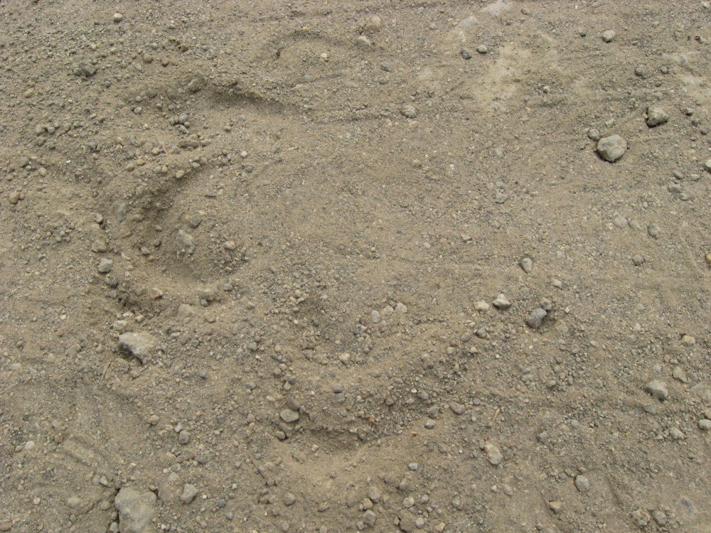 Lokation: Costa Rica | Guanacaste | Santa Rosa | Kategorien: Spuren, Datum: 09.02.2010