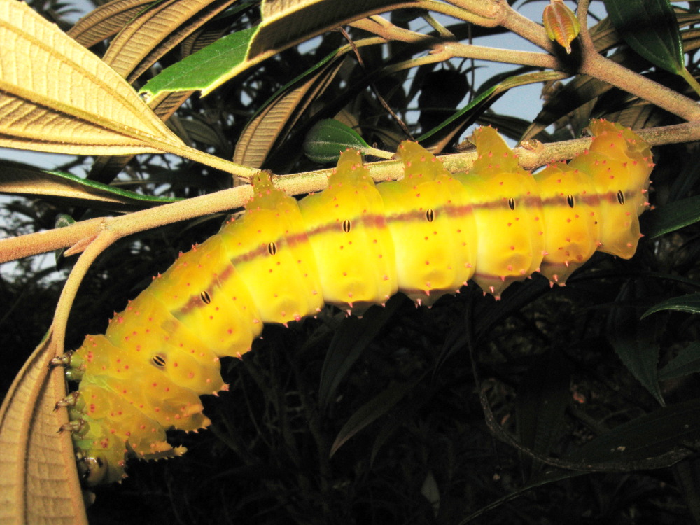 Lokation: Costa Rica | Guanacaste | Tanques | Kategorien: Schmetterlinge, Datum: 10.02.2010