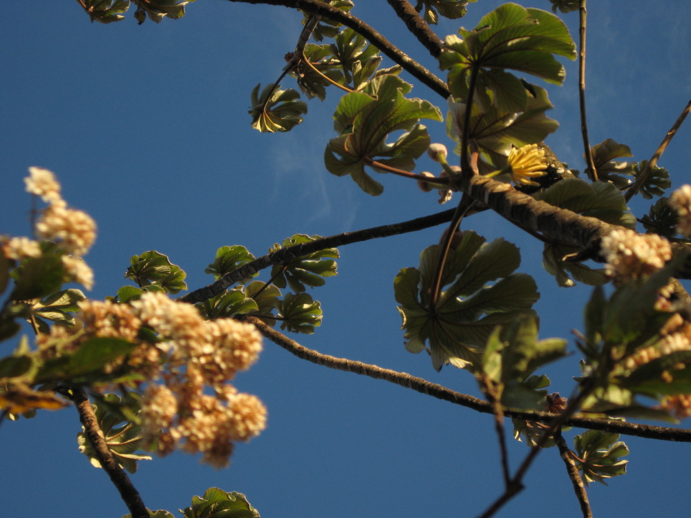 Lokation: Costa Rica | Guanacaste | Tanques | Kategorien: Habitus, Datum: 11.02.2010