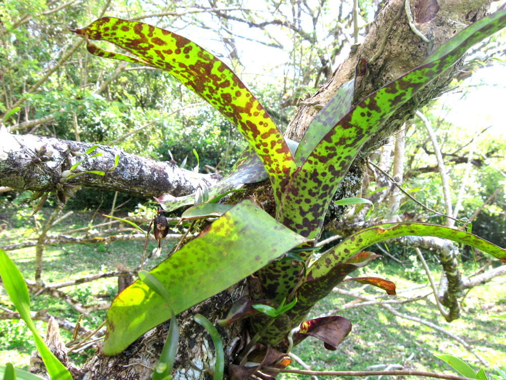 Lokation: Costa Rica | Guanacaste | Tanques | Kategorien: Habitus, Datum: 12.02.2010